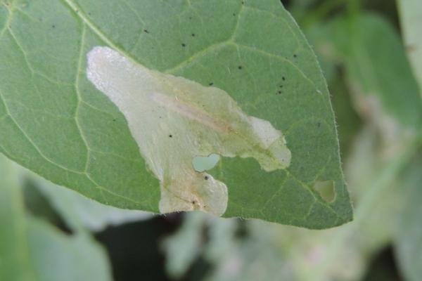 Acrolepia autumnitella, mine. Saltholme, 19-08-2023. Copyright Ed Pritchard.
