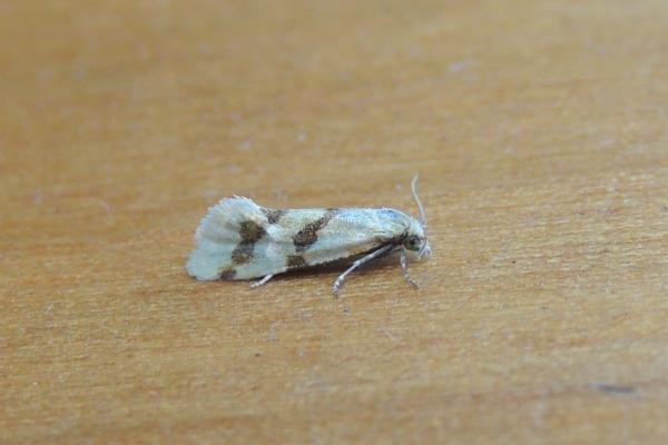 Aethes beatricella, adult. Saltholme, 25-06-2020. Copyright Ed Pritchard. Aethes beatricella, adult. Saltholme, 25-06-2020. Copyright Ed Pritchard.