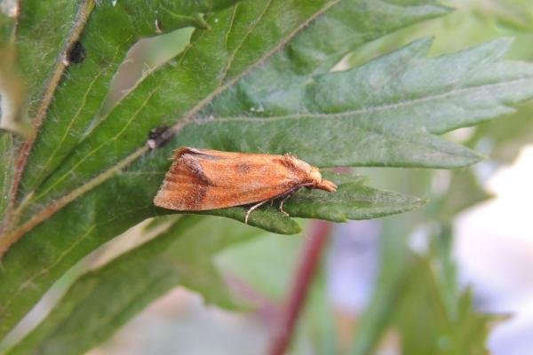 Agapeta zoegana, adult. Saltholme, 16-07-2023. Copyright Ed Pritchard. Agapeta zoegana, adult. Saltholme, 16-07-2023. Copyright Ed Pritchard.