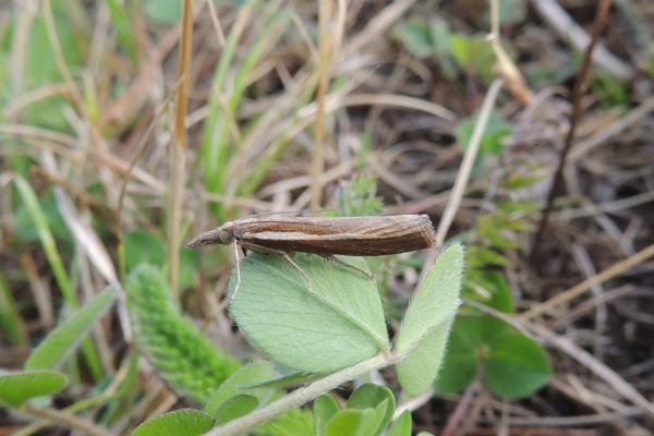 Agriphila tristella, adult. Saltholme, 07-08-2022. Copyright Ed Pritchard.