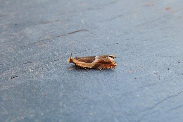 Ancylis badiana, adult. Stockton, 01-08-2020. Copyright Ed Pritchard.