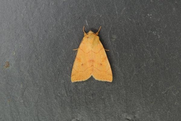 Angle-striped Sallow (Enargia paleacea), adult. Stockton, 30-07-2024. Copyright Ed Pritchard.
