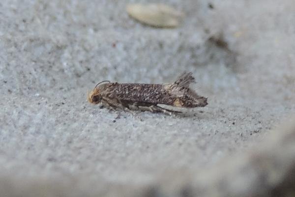 Apodia martinii, adult. Saltholme, 07-08-2020. Copyright Ed Pritchard. Apodia martinii, adult. Saltholme, 07-08-2020. Copyright Ed Pritchard.