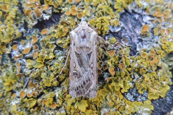 Archer's Dart (Agrotis vestigialis), adult. Saltholme, 23-06-2020. Copyright Ed Pritchard. Archer's Dart (Agrotis vestigialis), adult. Saltholme, 23-06-2020. Copyright Ed Pritchard.