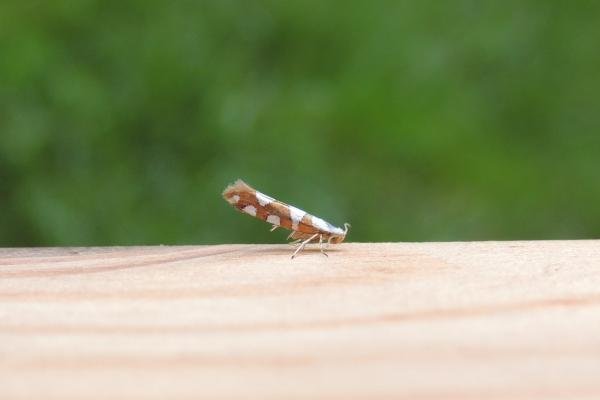 Argyresthia brockeella, adult. Stockton, 30-06-2022. Copyright Ed Pritchard. Argyresthia brockeella, adult. Stockton, 30-06-2022. Copyright Ed Pritchard.