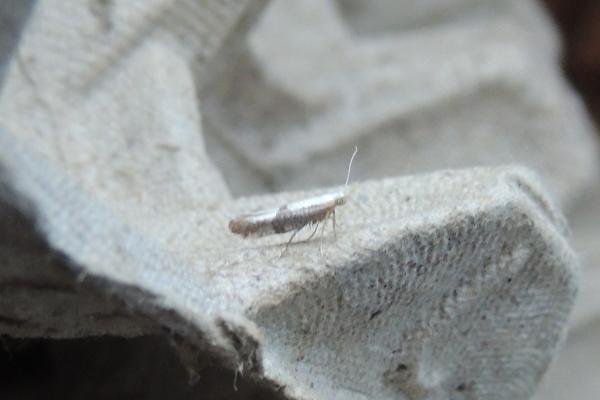 Argyresthia spinosella, adult. Taken outside Durham, 15-06-2020. Copyright Ed Pritchard. Argyresthia spinosella, adult. Taken outside Durham, 15-06-2020. Copyright Ed Pritchard.