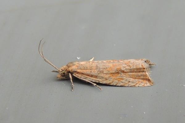 Bactra lancealana, adult. Saltholme, 20-08-2018. Copyright Ed Pritchard. Bactra lancealana, adult. Saltholme, 20-08-2018. Copyright Ed Pritchard.