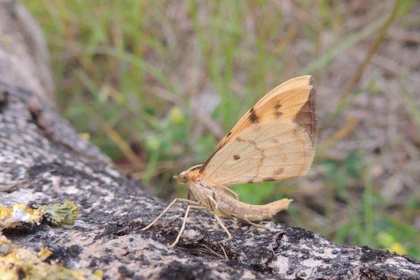 Barred Straw (Gandaritis pyraliata), adult. Saltholme, 23-06-2019. Copyright Ed Pritchard.