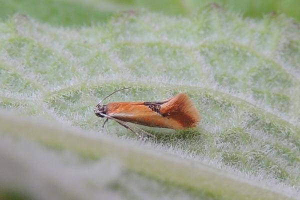 Batia lunaris, adult. Stockton, 23-06-2023. Copyright Ed Pritchard. Batia lunaris, adult. Stockton, 23-06-2023. Copyright Ed Pritchard.