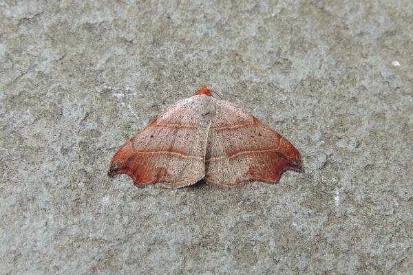 Beautiful Hook-tip (Laspeyria flexula), adult. Stockton, 22-06-2022. Copyright Ed Pritchard.