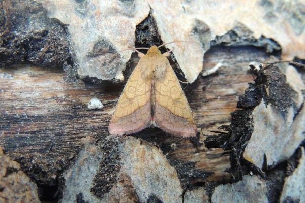 Bordered Sallow (Pyrrhia umbra), adult. Saltholme, 22-05-2020. Copyright Ed Pritchard. Bordered Sallow (Pyrrhia umbra), adult. Saltholme, 22-05-2020. Copyright Ed Pritchard.