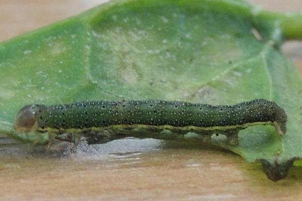 Bright-line Brown-eye (Lacanobia oleracea), larval. Stockton, 29-09-2022. Copyright Ed Pritchard.