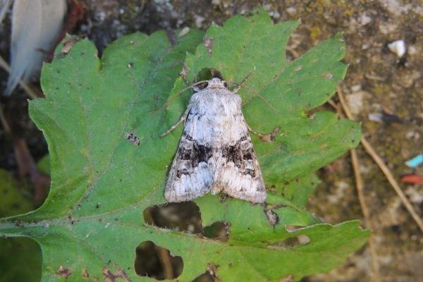 Broad-barred White (Hecatera bicolorata), adult. Saltholme, 11-08-2023. Copyright Ed Pritchard. Broad-barred White (Hecatera bicolorata), adult. Saltholme, 11-08-2023. Copyright Ed Pritchard.