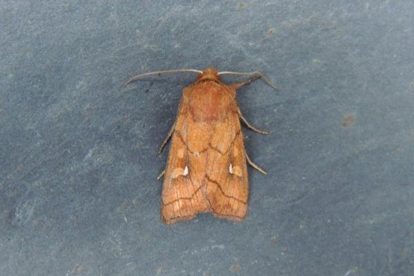 Brown-line Bright-eye (Mythimna conigera), adult. Stockton, 18-07-2020. Copyright Ed Pritchard. Brown-line Bright-eye (Mythimna conigera), adult. Stockton, 18-07-2020. Copyright Ed Pritchard.