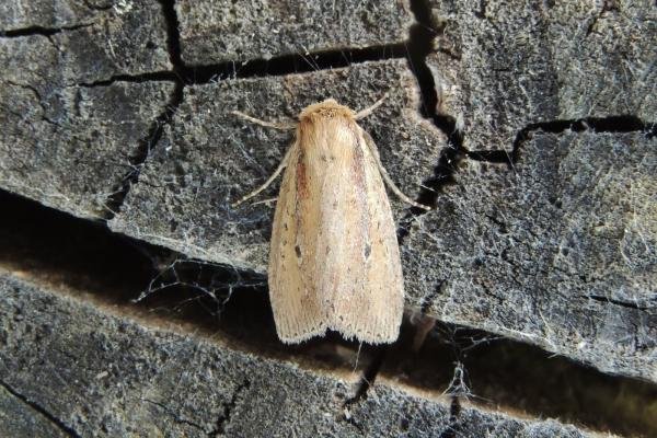 Brown-veined Wainscot (Archanara dissoluta), adult. Saltholme, 19-07-2022. Copyright Ed Pritchard. Brown-veined Wainscot (Archanara dissoluta), adult. Saltholme, 19-07-2022. Copyright Ed Pritchard.