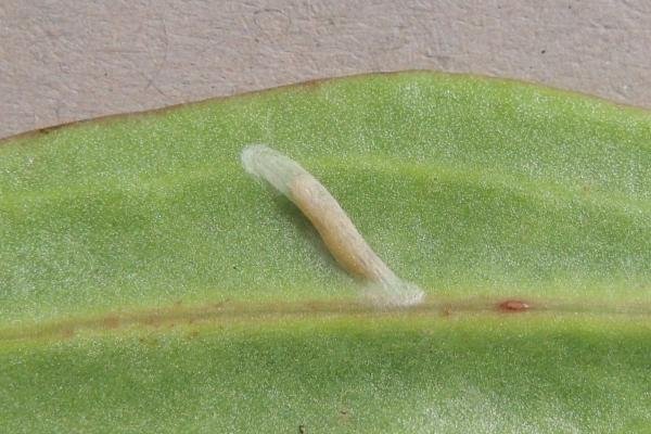 Bucculatrix maritima, cocoon. Saltholme, 23-05-2023. Copyright Ed Pritchard.