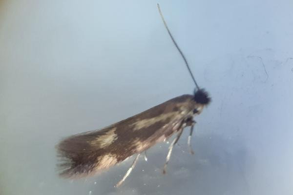 Bucculatrix nigricomella, adult. Saltholme, 03-05-2024. Copyright Ed Pritchard. Bucculatrix nigricomella, adult. Saltholme, 03-05-2024. Copyright Ed Pritchard.