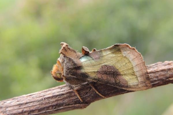 Burnished Brass (Diachrysia chrysitis), adult. Saltholme, 23-06-2019. Copyright Ed Pritchard.