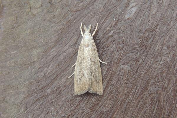 Calamotropha paludella, adult. Saltholme, 23-08-2022. Copyright Ed Pritchard. Calamotropha paludella, adult. Saltholme, 23-08-2022. Copyright Ed Pritchard.