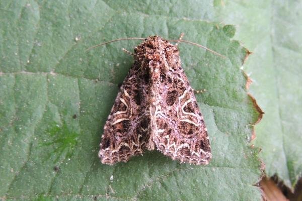 Campion (Sideridis rivularis), adult. Saltholme, 12-07-2022. Copyright Ed Pritchard. Campion (Sideridis rivularis), adult. Saltholme, 12-07-2022. Copyright Ed Pritchard.
