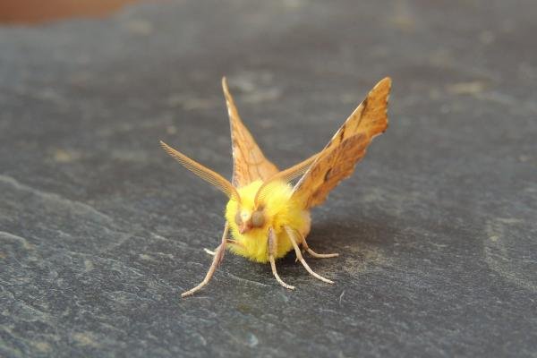 Canary-shouldered Thorn (Ennomos alniaria), adult. Stockton, 04-08-2021. Copyright Ed Pritchard. Canary-shouldered Thorn (Ennomos alniaria), adult. Stockton, 04-08-2021. Copyright Ed Pritchard.