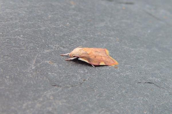 Carcina quercana, adult. Stockton, 28-07-2020. Copyright Ed Pritchard.