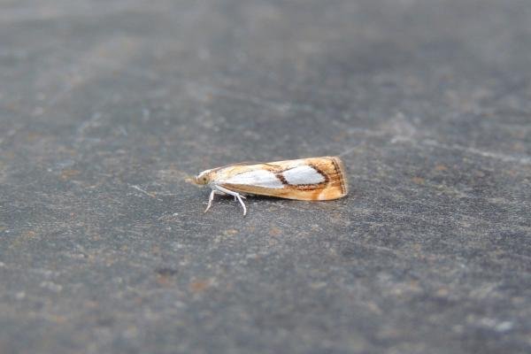 Catoptria pinella, adult. Stockton, 01-08-2020. Copyright Ed Pritchard. Catoptria pinella, adult. Stockton, 01-08-2020. Copyright Ed Pritchard.