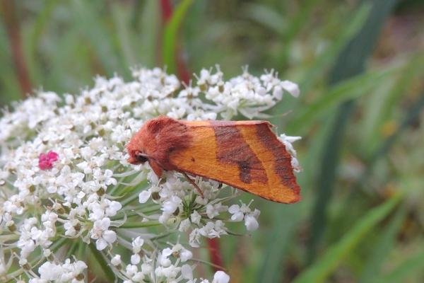 Centre-barred Sallow (Atethmia centrago), adult. Saltholme, 18-08-2023. Copyright Ed Pritchard.