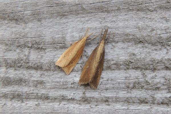 Chilo phragmitella, adult. Saltholme, 03-09-2023. Copyright Ed Pritchard.