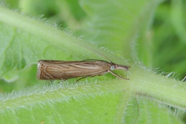 Garden Grass-veneer (Chrysoteuchia culmella), adult. Saltholme, 18-06-2022. Copyright Ed Pritchard. Garden Grass-veneer (Chrysoteuchia culmella), adult. Saltholme, 18-06-2022. Copyright Ed Pritchard.