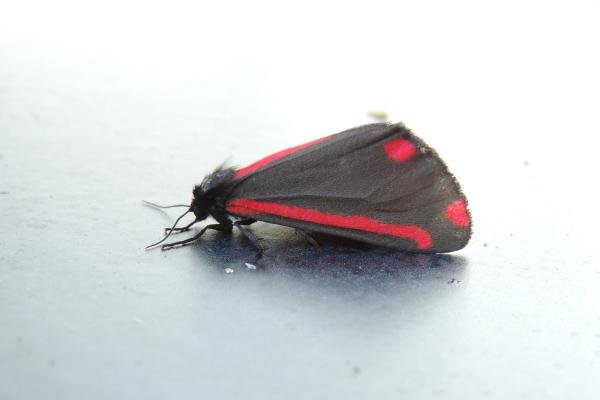 Cinnabar (Tyria jacobaeae), adult. Saltholme, 23-06-2021. Copyright Ed Pritchard. Cinnabar (Tyria jacobaeae), adult. Saltholme, 23-06-2021. Copyright Ed Pritchard.
