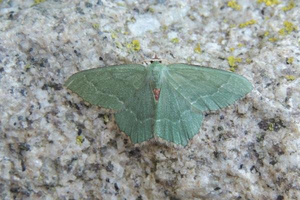 Common Emerald (Hemithea aestivaria), adult. Saltholme, 25-06-2020. Copyright Ed Pritchard.