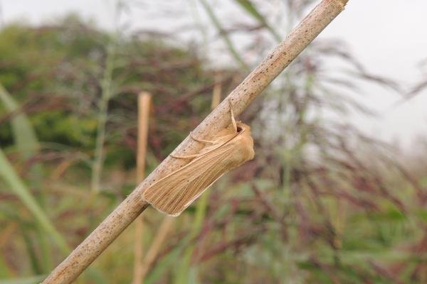 Common Wainscot (Mythimna pallens), adult. Saltholme, 07-09-2023. Copyright Ed Pritchard. Common Wainscot (Mythimna pallens), adult. Saltholme, 07-09-2023. Copyright Ed Pritchard.