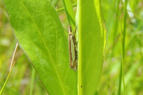 Crambus pascuella, adult. 03-06-2023. Copyright Ed Pritchard. Crambus pascuella, adult. 03-06-2023. Copyright Ed Pritchard.