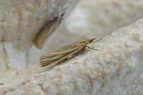 Crambus perlella, adult. Saltholme, 12-07-2019. Copyright Ed Pritchard. Crambus perlella, adult. Saltholme, 12-07-2019. Copyright Ed Pritchard.