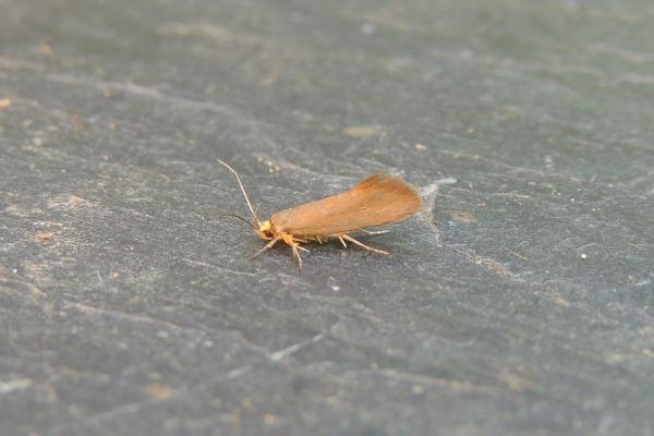 Crassa unitella, adult. Stockton, 01-08-2020. Copyright Ed Pritchard. Crassa unitella, adult. Stockton, 01-08-2020. Copyright Ed Pritchard.