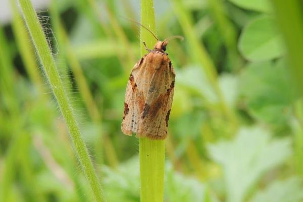 Cyclamen Tortrix (Clepsis spectrana), adult. Saltholme, 31-05-2023. Copyright Ed Pritchard. Cyclamen Tortrix (Clepsis spectrana), adult. Saltholme, 31-05-2023. Copyright Ed Pritchard.