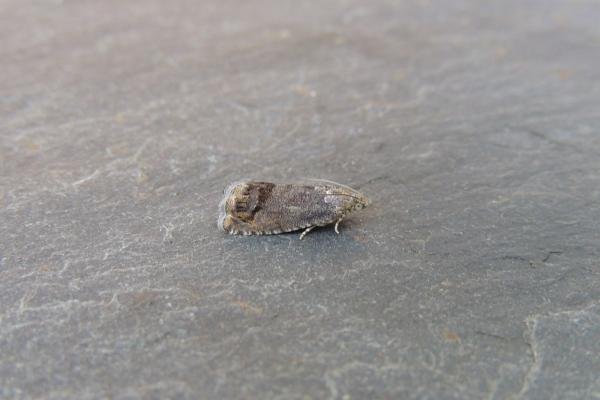 Cydia splendana, adult. Stockton, 01-08-2020. Copyright Ed Pritchard.