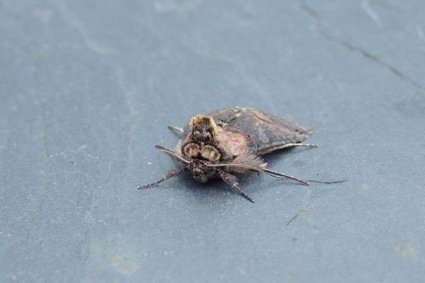 Dark Spectacle (Abrostola triplasia), adult. Stockton, 17-07-2021. Copyright Ed Pritchard.