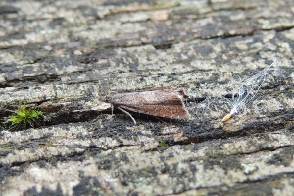 Dichrorampha acuminatana, adult. Saltholme, 18-08-2023. Copyright Ed Pritchard. Dichrorampha acuminatana, adult. Saltholme, 18-08-2023. Copyright Ed Pritchard.