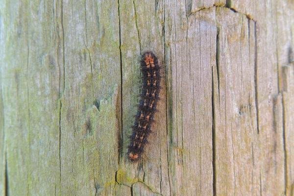 Dingy Footman (Eilema griseola), larval. Saltholme, 23-05-2023. Copyright Ed Pritchard.