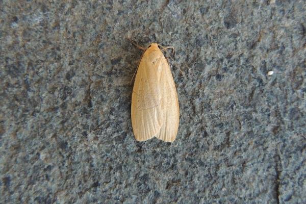 Dingy Footman (Eilema griseola), adult. Saltholme, 31-07-2020. Copyright Ed Pritchard.