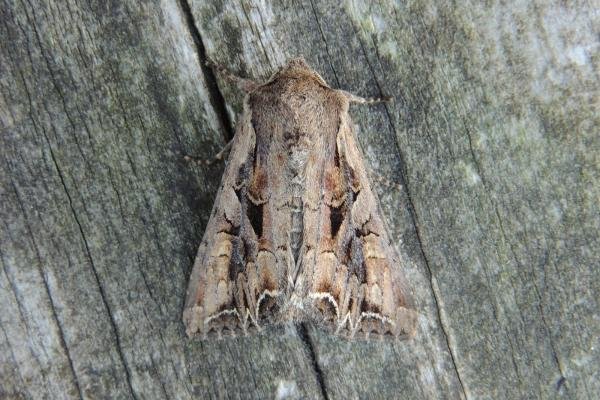 Dog's Tooth (Lacanobia suasa), adult. Saltholme, 22-06-2019. Copyright Ed Pritchard. Dog's Tooth (Lacanobia suasa), adult. Saltholme, 22-06-2019. Copyright Ed Pritchard.