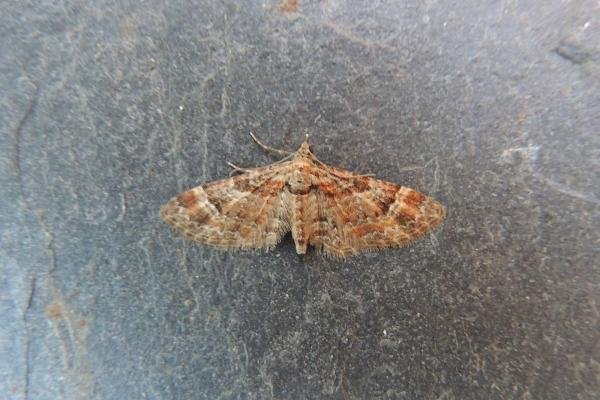 Double-striped Pug (Gymnoscelis rufifasciata), adult. Stockton, 25-04-2019. Copyright Ed Pritchard.
