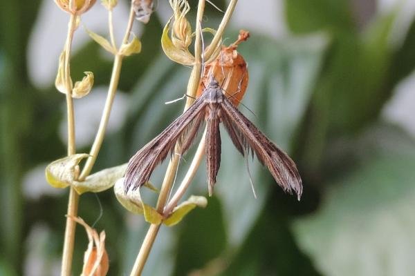 Dowdy Plume (Stenoptilia zophodactylus), adult. Saltholme, 03-11-2023. Copyright Ed Pritchard.