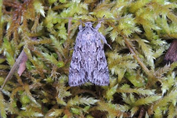 Early Grey (Xylocampa areola), adult. Saltholme, 31-03-2023. Copyright Ed Pritchard. Early Grey (Xylocampa areola), adult. Saltholme, 31-03-2023. Copyright Ed Pritchard.