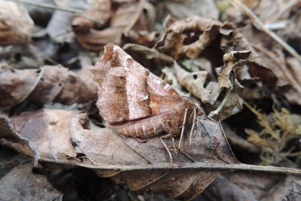 Early Thorn (Selenia dentaria), adult. Saltholme, 24-03-2023. Copyright Ed Pritchard. Early Thorn (Selenia dentaria), adult. Saltholme, 24-03-2023. Copyright Ed Pritchard.