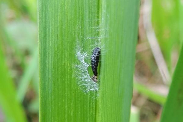 Elachista poae, pupal. Belasis Beck, 28-05-2024. Copyright Ed Pritchard.