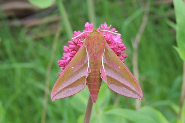 Elephant Hawk-moth (Deilephila elpenor), adult. Saltholme, 07-06-2021. Copyright Ed Pritchard.
