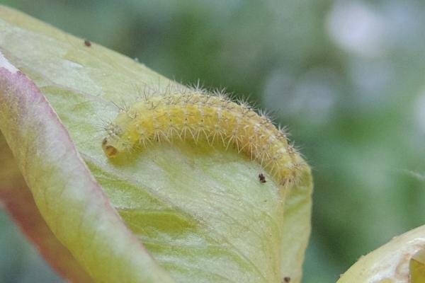 Common Plume (Emmelina monodactyla), larval. Stockton, 29-08-2024. Copyright Ed Pritchard.